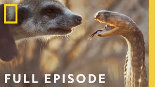 In the Womb: Animal Babies (Full Episode)