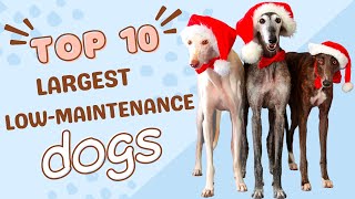 The Top 10 Largest Low-Maintenance Dog Breeds in the World by Paw Venue 87 views 2 years ago 8 minutes, 31 seconds