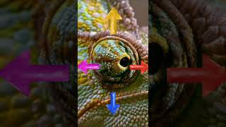 [SUB] Animal Can See in Two Directions #animal #hope #shorts  @hopeing_is_good #shortsfeed