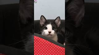 ?? Hilarious Showdown | Older Cat vs. Rescued Kitten Comedy Battle shorts