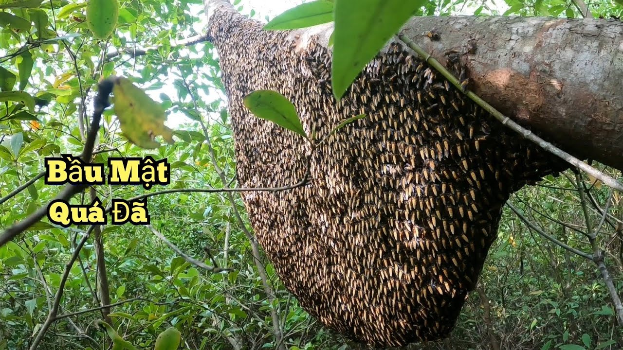 Chuyến Đi Rừng Bần Gập Toàn Tổ Ong Khủng Có Bầu Mật Quá Đẹp.