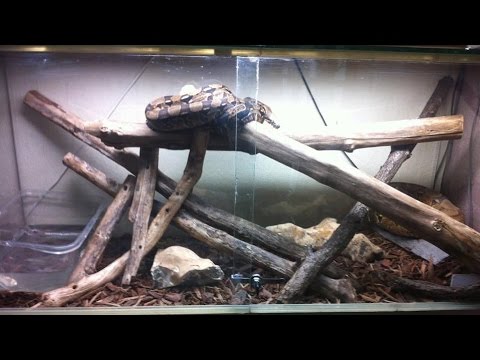 video phone beyonce mp3 Aménagement terrarium pour Boa!