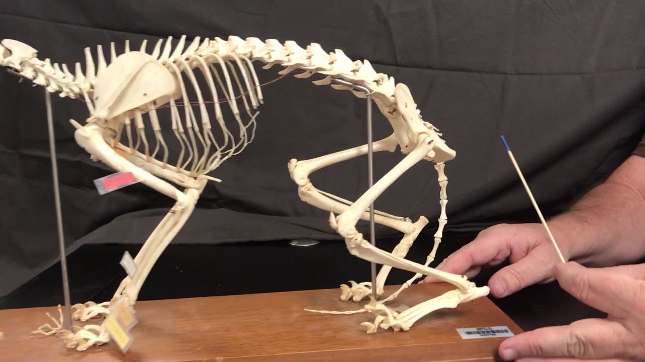Cat skeleton for zoology Biol 182 at Golden West College