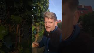 Cabernet Dorsa Ernte 2023. 8. Lesetag. Rückblick nach 2021.