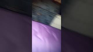 Meowgi Playing Fetch Before Bed