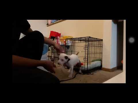 Video: Terbang dengan Pitbull anda? Ketahui Mengenai IATA CR 82 Keperluan Crate Baru