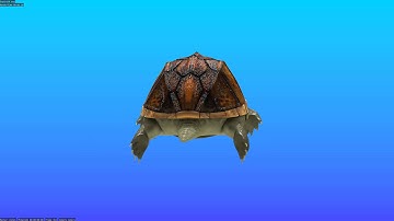 blender turtle