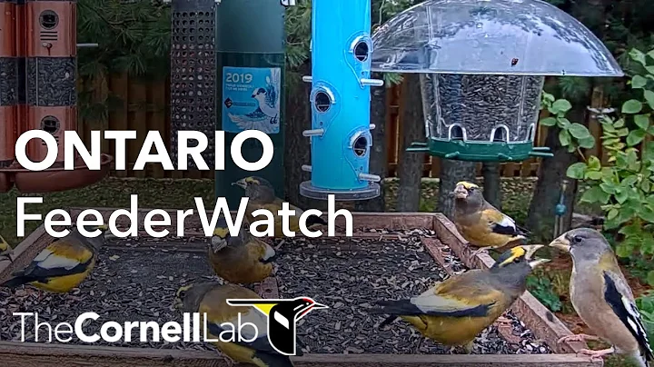 Live Boreal Birds at the Ontario FeederWatch Cam! ...