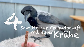 Kann man Krähen als Haustiere halten?