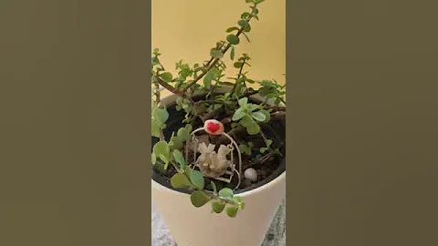 Indoor plants part - 1 #terracegarden #organic #indoorplants #indoorgarden #shorts #ytshorts