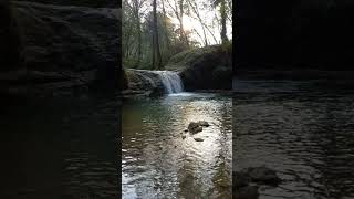 Beautiful Forest Sounds