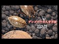 ゲンゴロウの入手方法　購入編