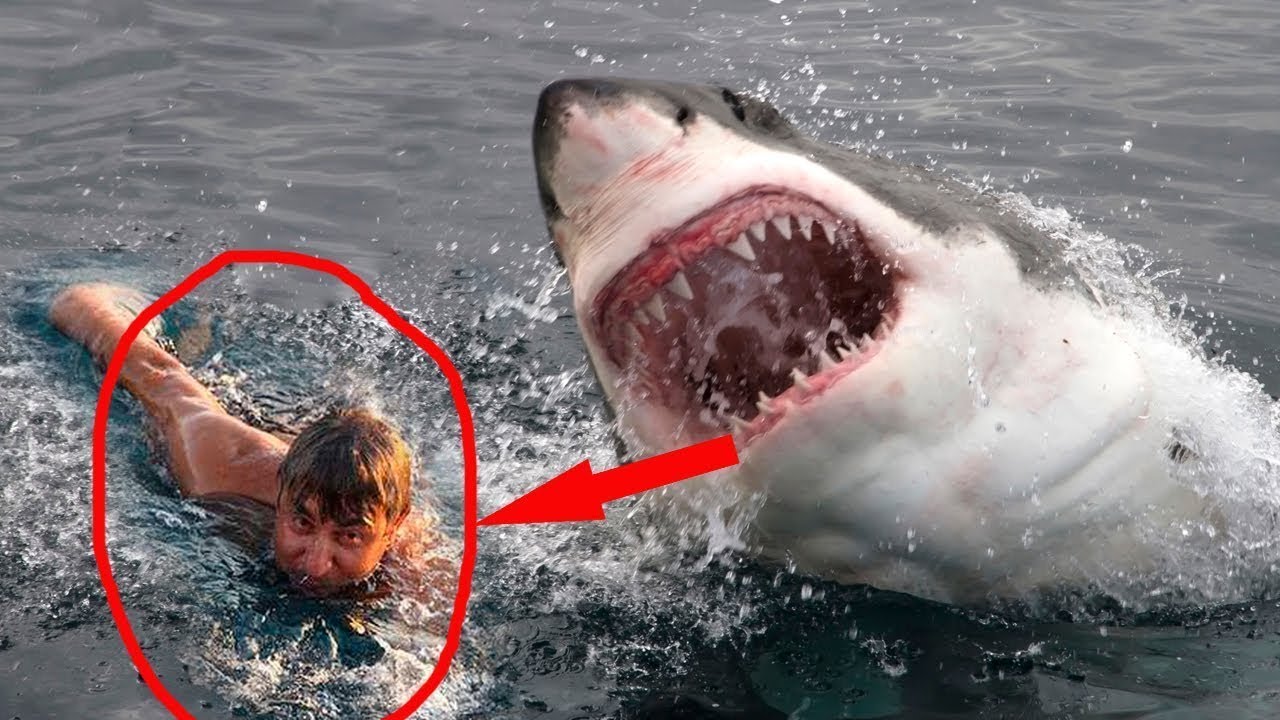 Top 10 Dangerous/Scary Ocean Creatures - Wow Video