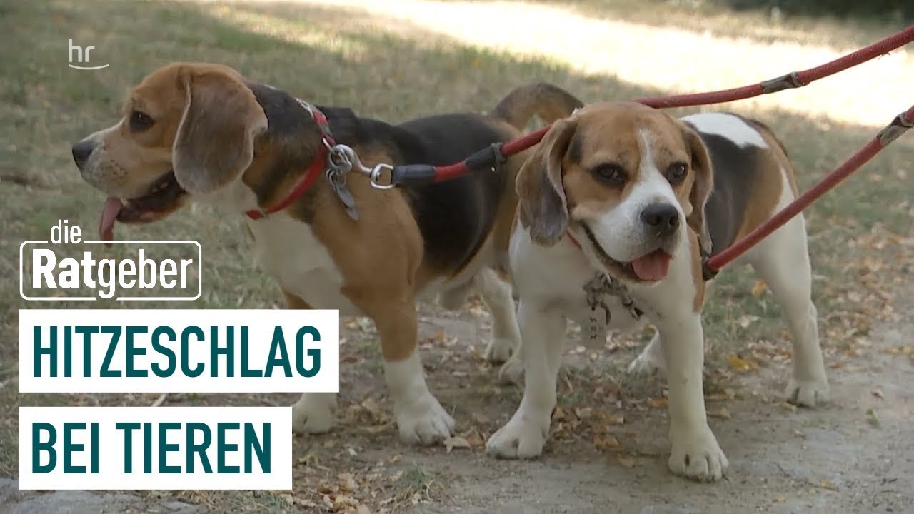 Hitze - Große Gefahr für Haustiere | Die Ratgeber