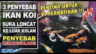 3 PENYEBAB IKAN KOI SUKA LONCAT KE LUAR KOLAM ‼️Penyebab Dan Cara Menanggulanginya ⁉️