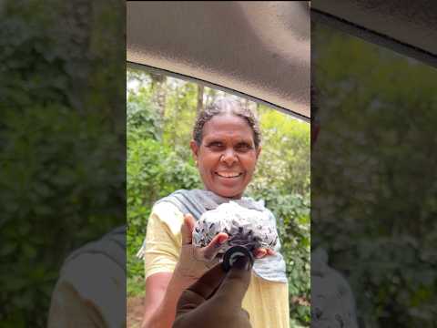 വയനാട് മുത്തങ്ങ കാട്ടിലെ ഞാവൽ പഴങ്ങൾ കഴിച്ചിട്ടുണ്ടോ 😜 #shorts #youtubeshorts