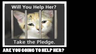 Project For Awesome 2011: ASPCA