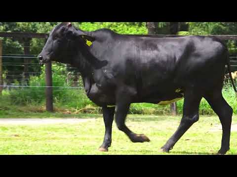 LOTE 20 N8774 ECLIPSE TUFF FIV DA PALMA   5942CL