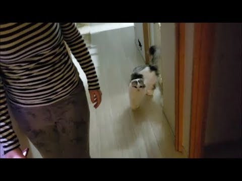 深夜、家の中をウロウロして白モフ猫を捕まえてスペンスペン - YouTube