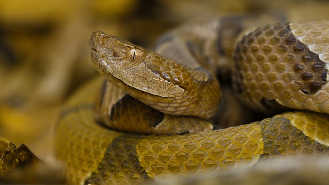 La serpiente cabeza de cobre (Copperhead) - YouTube