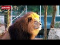 Wild wonder.is a perfect animals channel