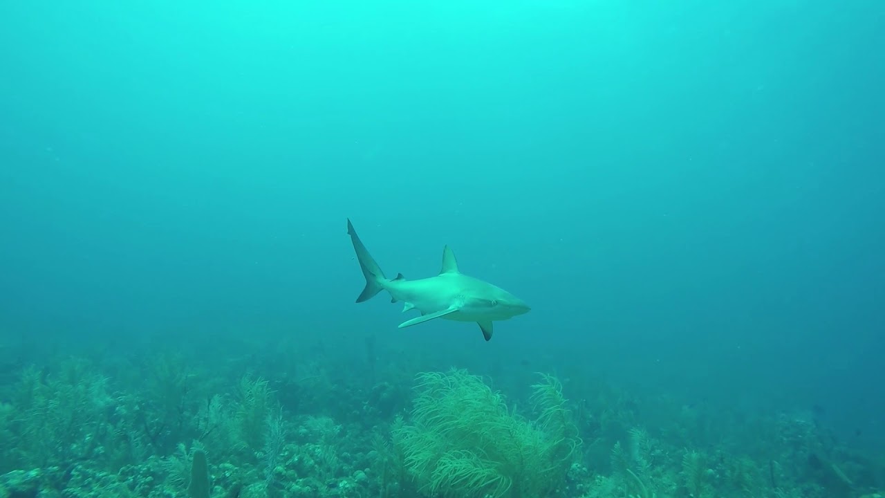 St Kitts Dive with Sharks YouTube