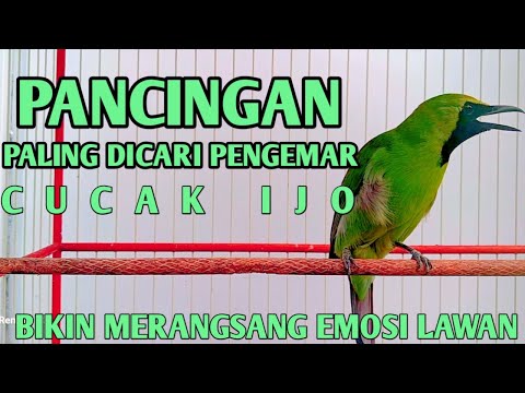 Pancingan Cucak Ijo Gacor Isian \u0026 Tembakan Rapat! Ijo Yang Muda \u0026 Dewasa Langsung Emosi Bisa Jamtrok
