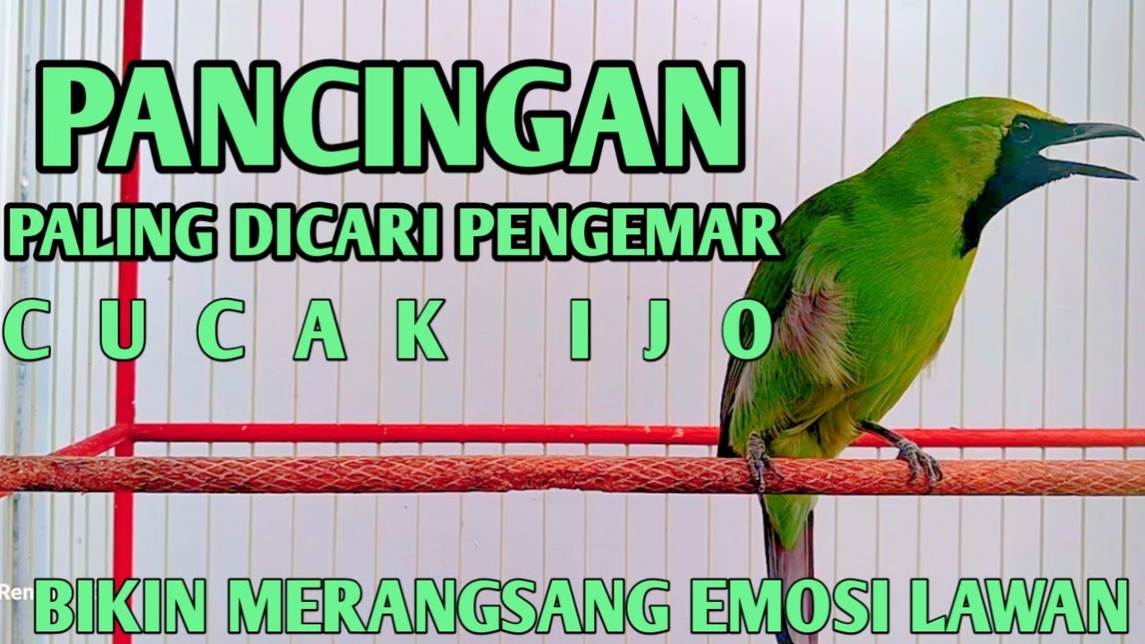 pancingan burung cucak ijo respon emosi ikut gacor