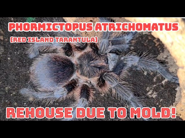 Phormictopus atrichomatus (Red Island tarantula) rehouse - YouTube