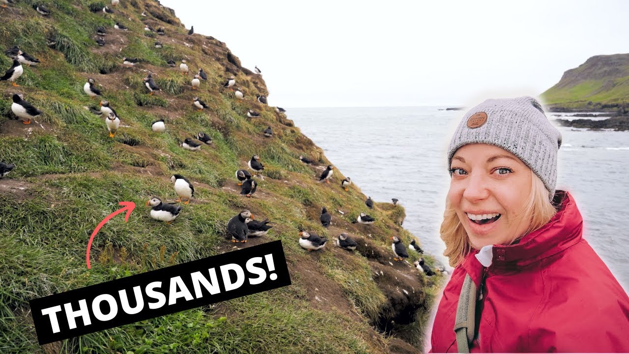 Best PUFFIN watching in Iceland - Borgarfjordur Eystri — Puffin watch, Iceland — video poster