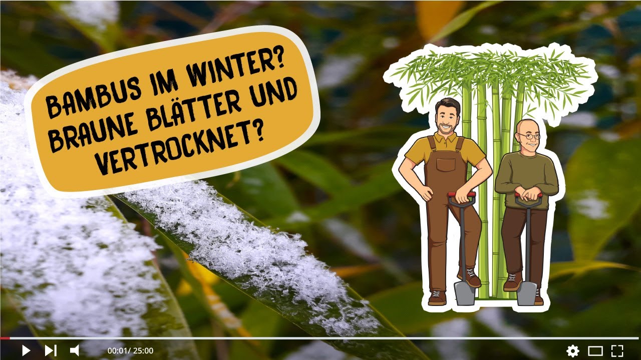 bambus socken waschen Bambusocken für empfindliche Füße und Diabetiker 5er-Pack main image 1