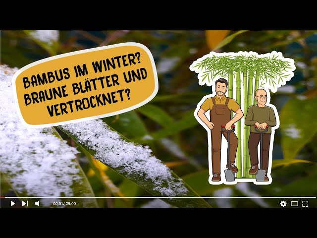 Bambus im Winter? Bambus vertrocknet! So kann es aussehen, wenn ihr  niedrige Temperaturen hattet.