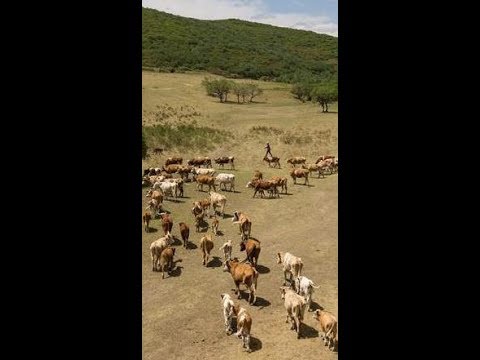 Video: Zašto stočari sele stoku?