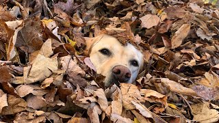Stella Exits House, Enters Leaf Pile