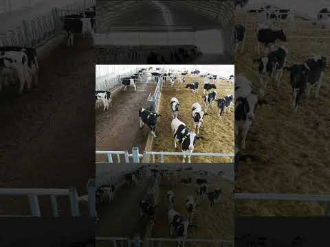 Grajd modern pentru bovine