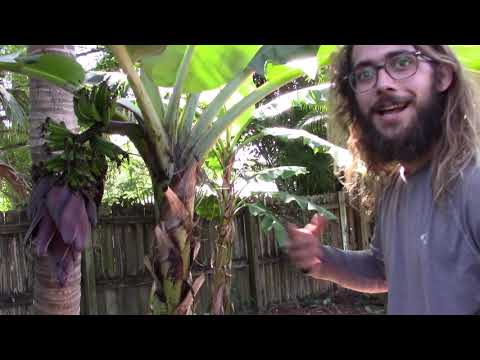 Growing Fruit Trees is an Urban Abundance