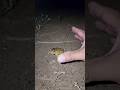 Catch big frogs funny |Try don't laugh |wepwep catching frogs make you laugh#shortsviral