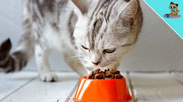 Wie lange hält eine Katze ohne Essen und Trinken aus?