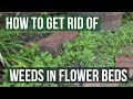 How to Get Rid of Weeds in Flower Beds (4 Easy Steps)