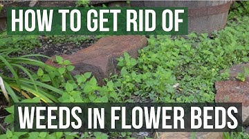 How to Get Rid of Weeds in Flower Beds (4 Easy Steps)