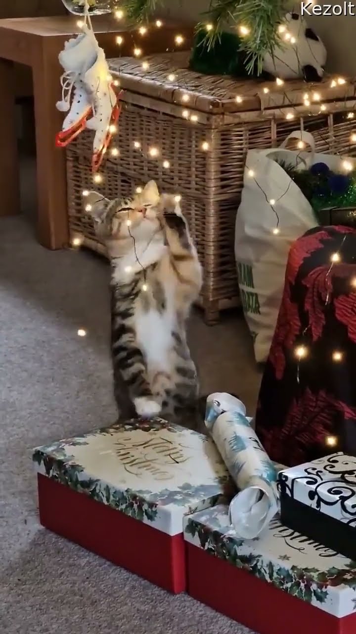 Kitten's First Christmas || ViralHog