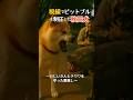 チワワとお爺さんを守った秋田犬の静かな闘志