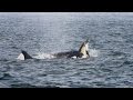 Pod of Killer Whales Hunt a Dolphin Stampede