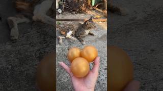 Marble run 🔴 red balls #satisfying #asmr #cat #marblerun #cute #kucinglucu