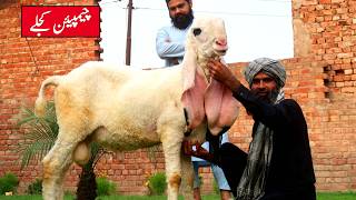 Champion Kajlay Chatray Of Ali Zafar Lahore 2026