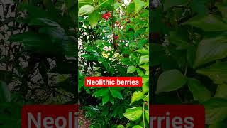 Or Berries Ancient Berries