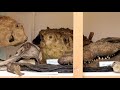 Beginning of video