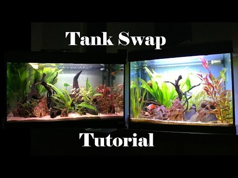 How to swap a Fish Tank or Replace substrate, everything you need to know