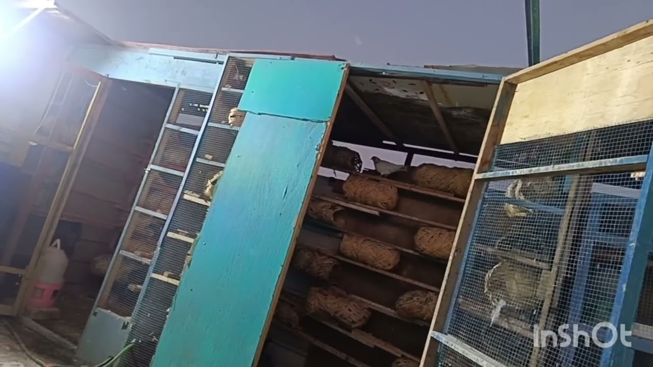 السلام عليكم شباب صيد البارحه واليوم طيرنا الارافل والتور تحياتي لكم شباب