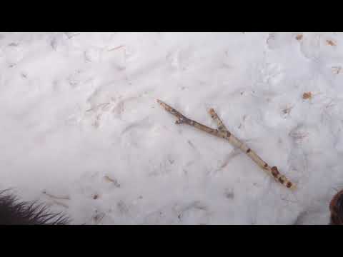 Сеттер-гордон отработка команды "лежать" при отвлекающих факторах